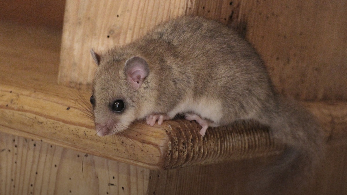 Non-NativePestsandtheirControl Non-NativePestsandtheirControl